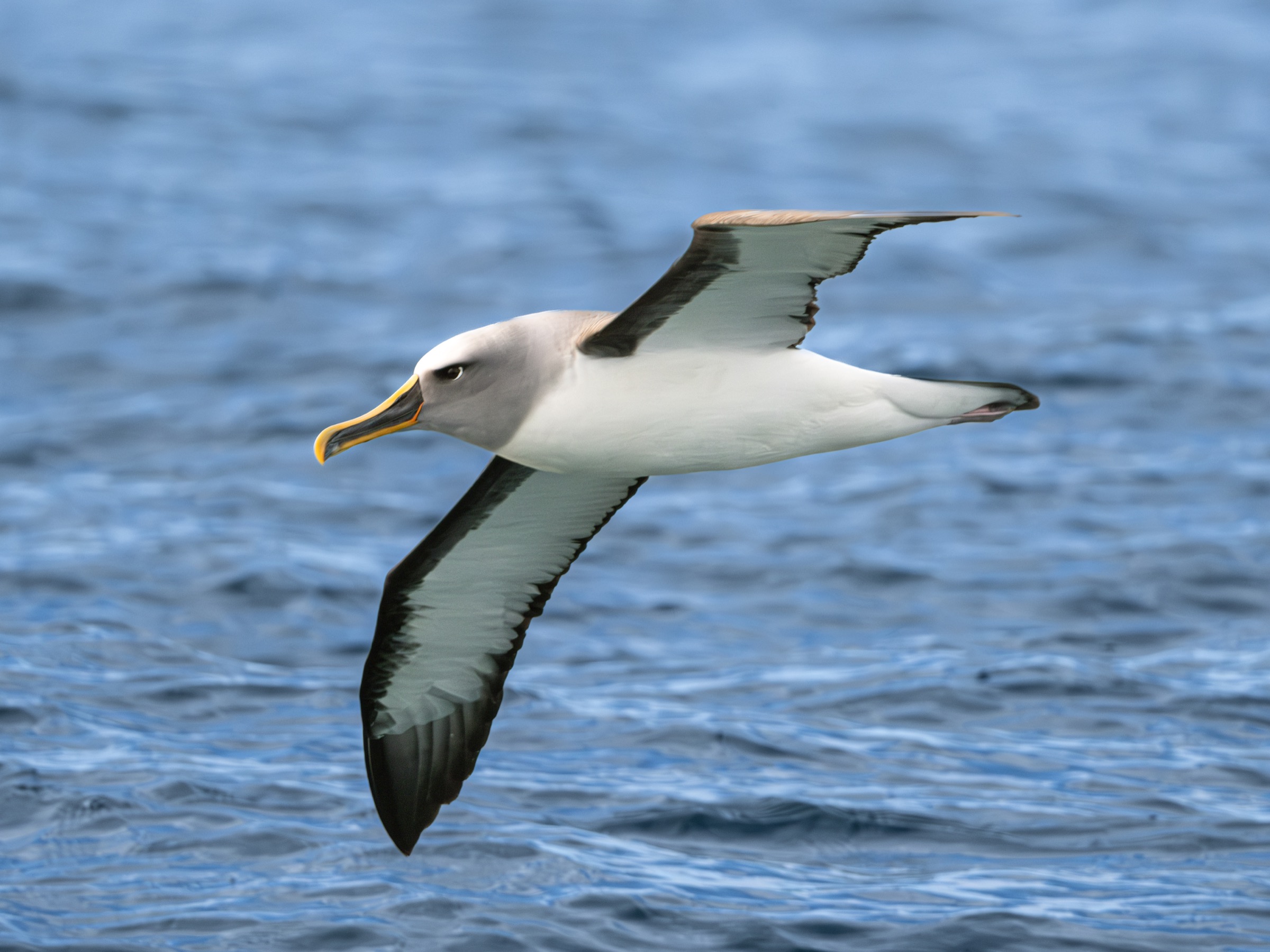 Albatross flying low over the ocean