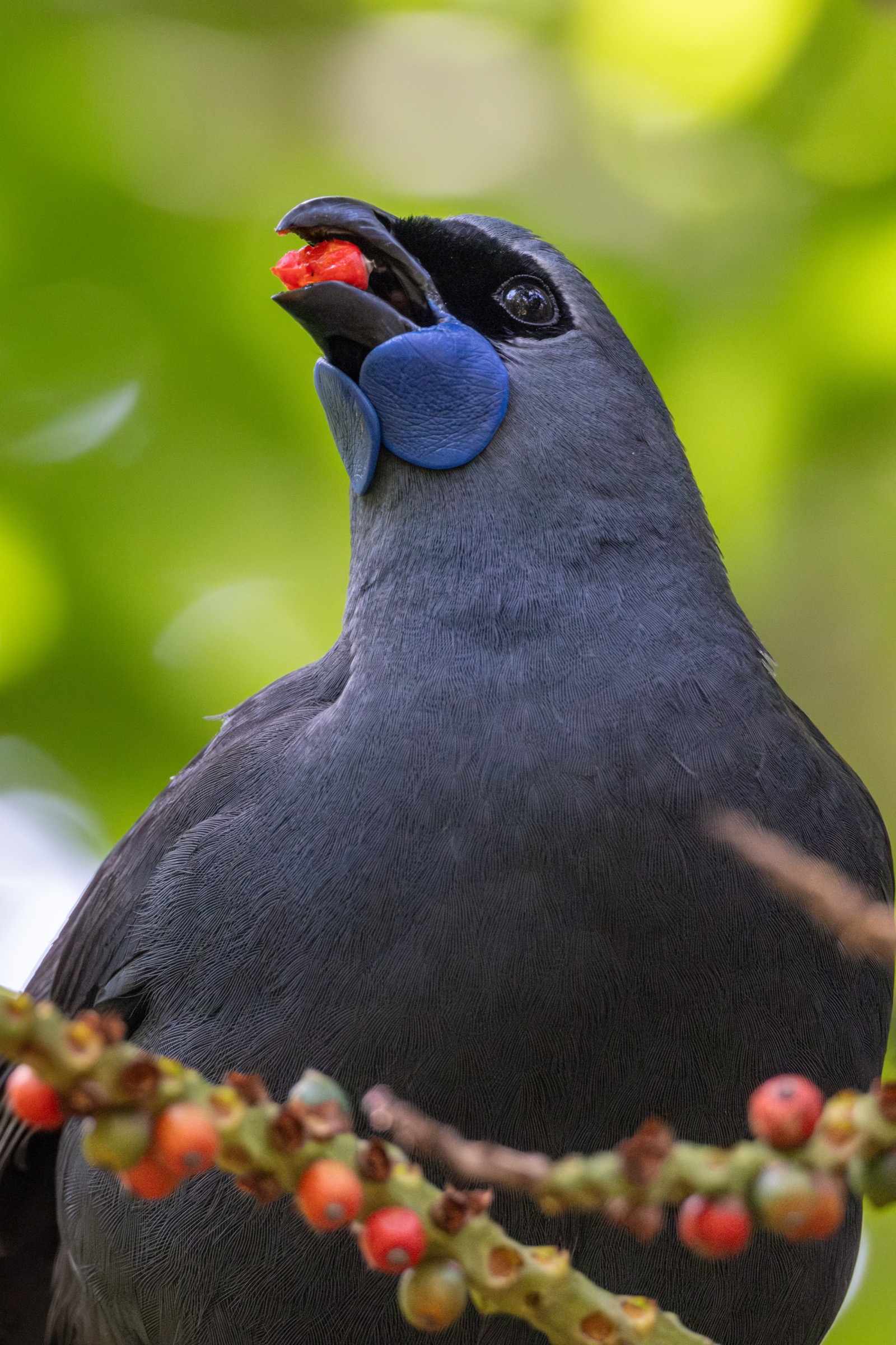 Native forest bird eating a berry