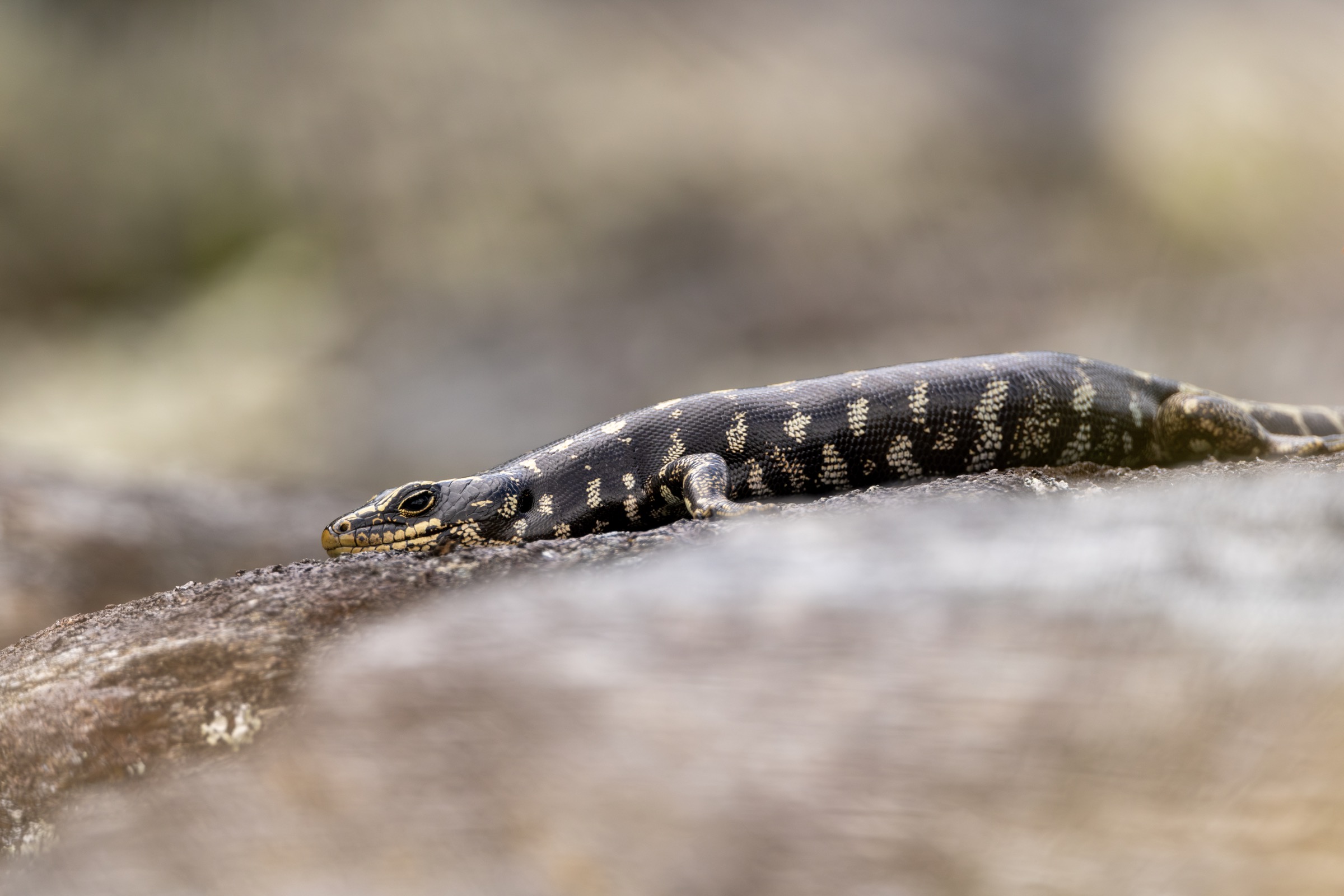 Lizard basking on warm rock