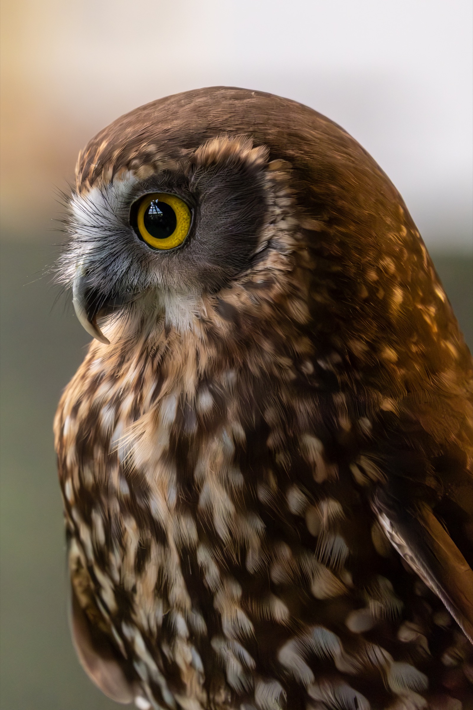 Close portrait of a ruru or morepork