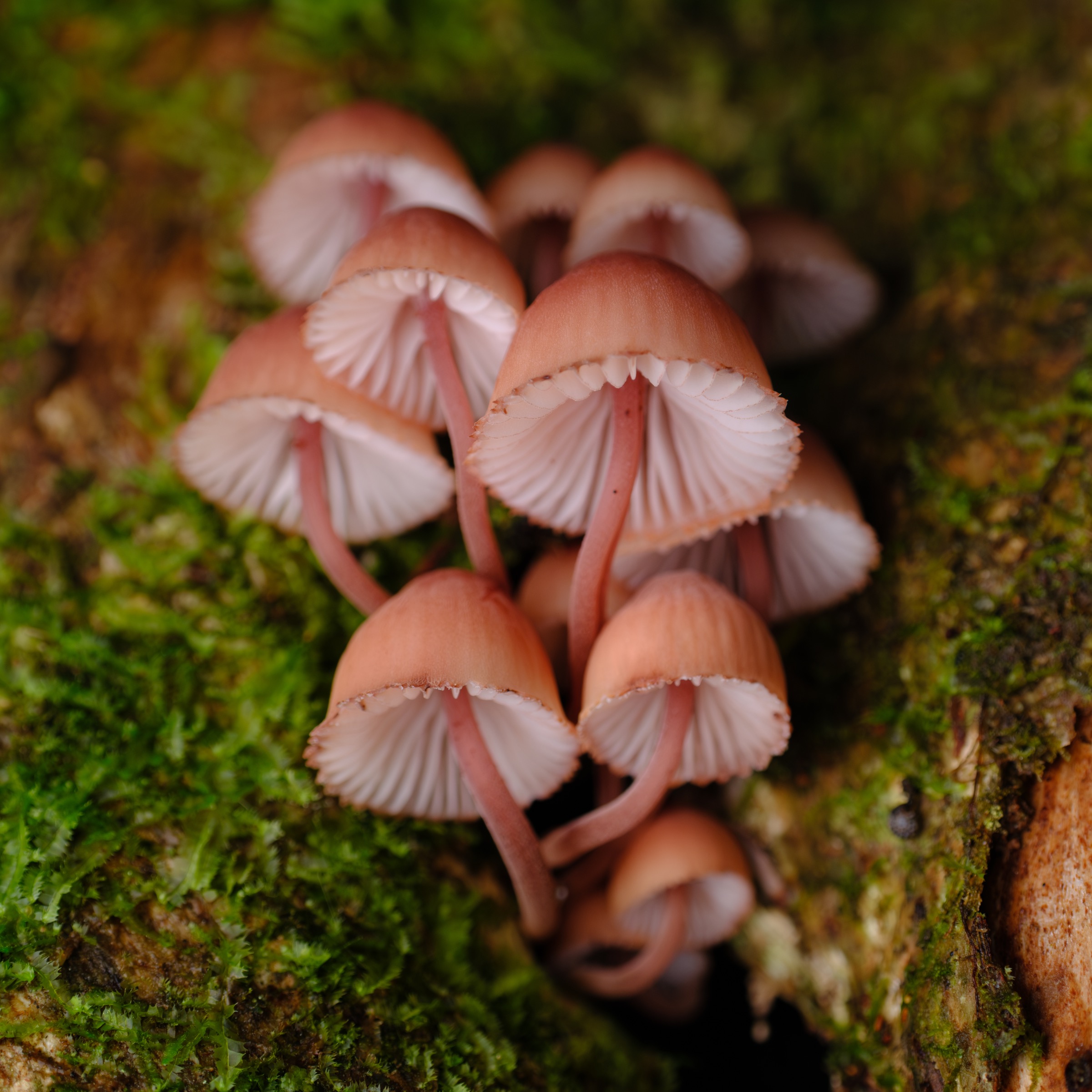 Small pink mushrooms growing in moss
