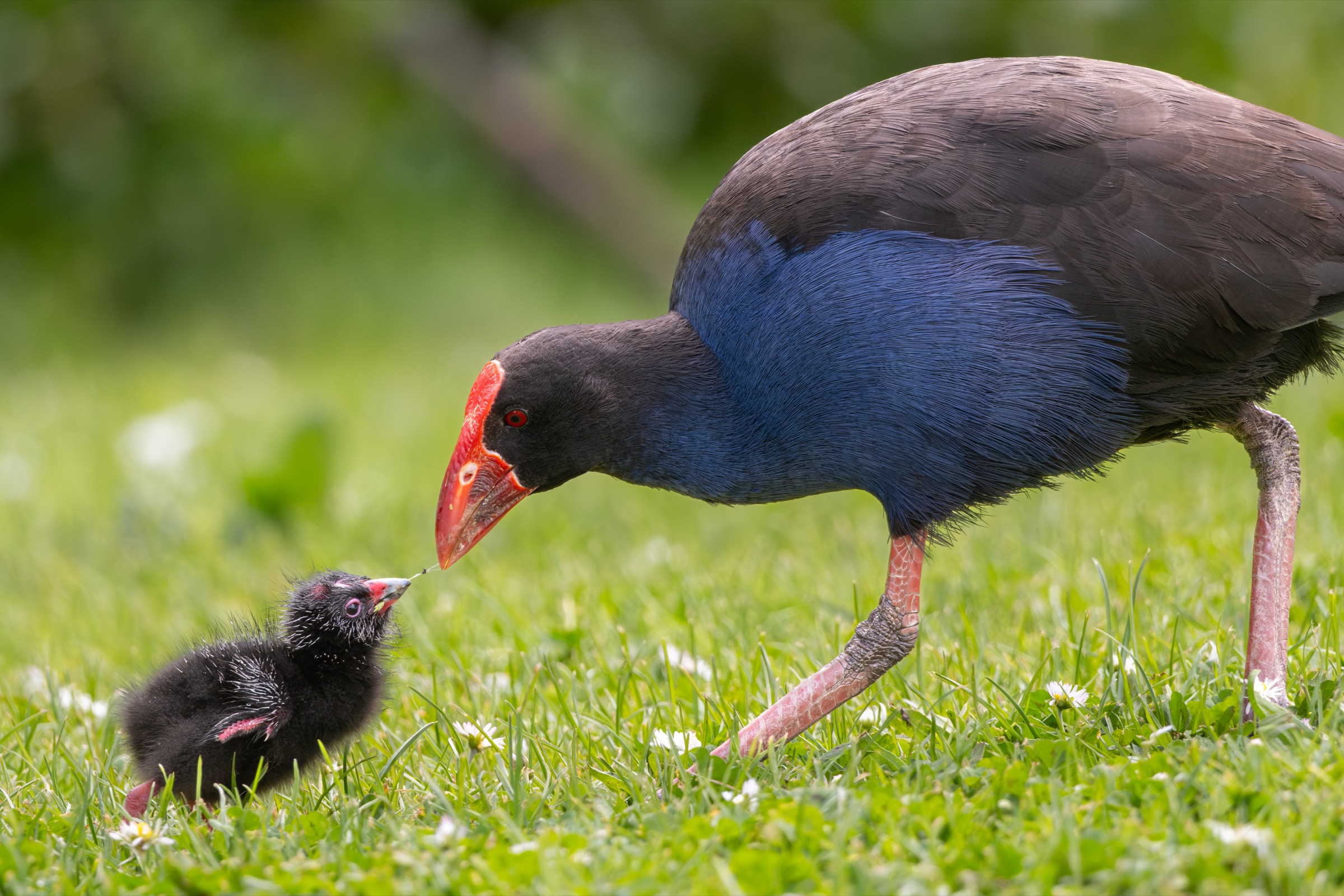 Pūkeko feeding its chick in grass
