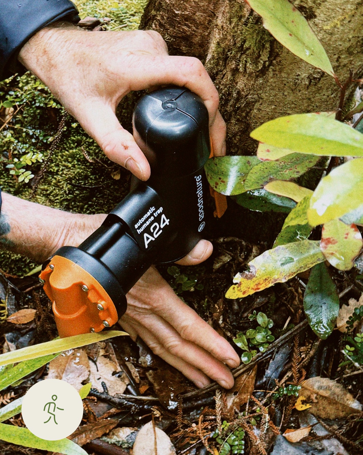 An A24 rat trap being placed in the forest