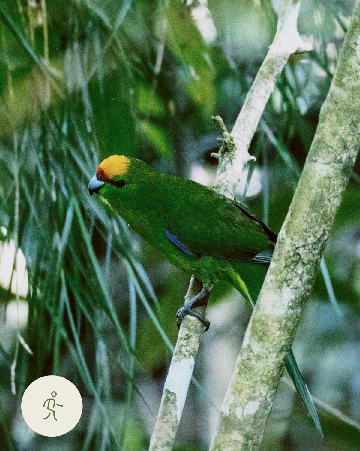 Native forest parakeet perched on a branch