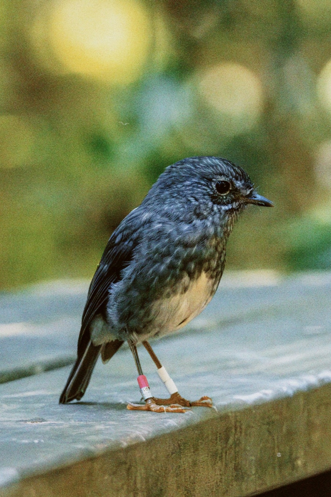 A small banded bird perched on a wooden rail